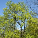 Acer platanoides en fleur